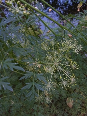 Peucedanum palustre