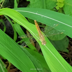 Brachythemis contaminata