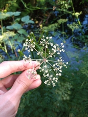 Peucedanum palustre