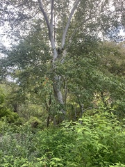 Platanus wrightii