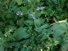 Scutellaria galericulata