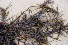 Phyllospora comosa