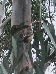 Pardalotus punctatus