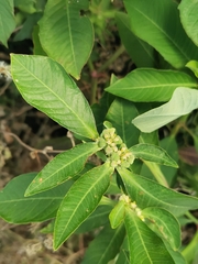 Euphorbia heterophylla