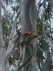 Pardalotus punctatus