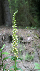 Digitalis nervosa