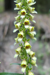 Digitalis nervosa