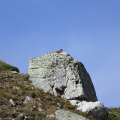 Marmota marmota