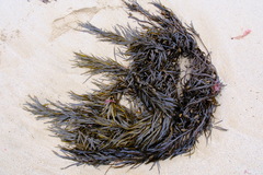 Phyllospora comosa