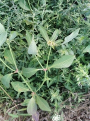 Euphorbia heterophylla