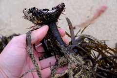 Phyllospora comosa