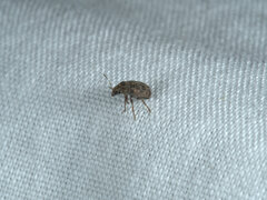 Araecerus