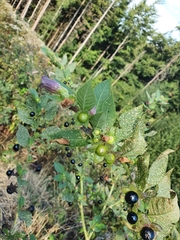 Atropa belladonna
