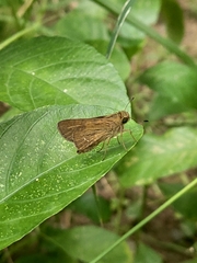 Hesperiinae