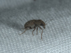 Araecerus