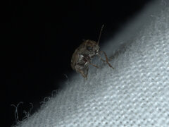 Araecerus