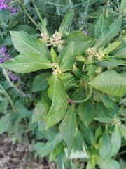 Euphorbia heterophylla