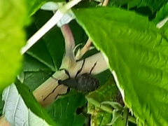 Curculionoidea