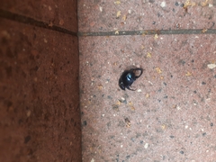 Anoplotrupes stercorosus