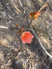 Brachychiton megaphyllus