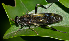 Exaireta spinigera
