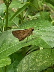 Hesperiinae
