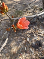 Brachychiton megaphyllus