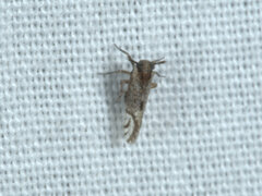 Psocidae