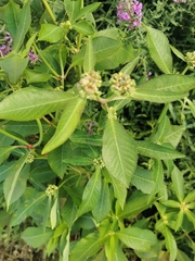 Euphorbia heterophylla