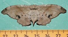 Hyposidra incomptaria