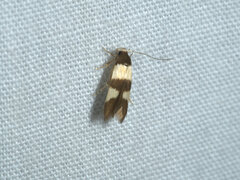 Oecophoridae