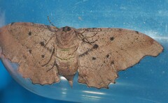 Hyposidra incomptaria