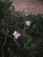 Capparis spinosa