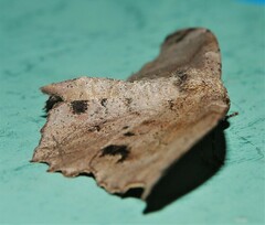 Hyposidra incomptaria