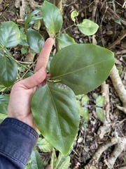 Psydrax lamprophylla