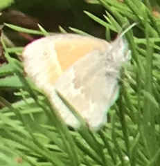 Coenonympha california