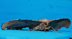 Hyposidra incomptaria