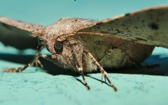 Hyposidra incomptaria