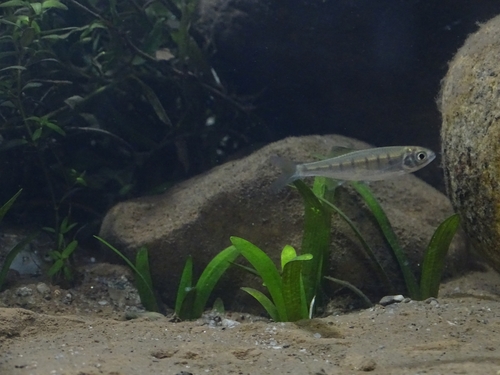 Barred baril (Barilius barila) — Cyprinidae