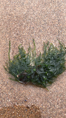 Ulva lactuca