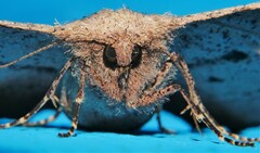 Hyposidra incomptaria