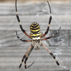 Argiope bruennichi