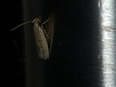 Oecophorinae
