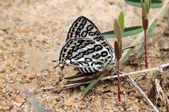 Aphnaeus lilacinus