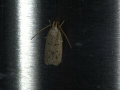 Oecophorinae