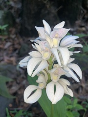 Govenia liliacea