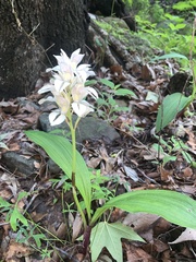 Govenia liliacea