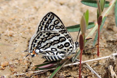 Aphnaeus lilacinus