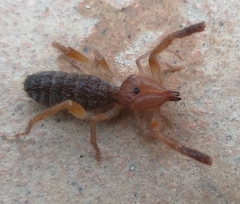 Gluvia dorsalis