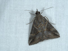 Hypena laceratalis